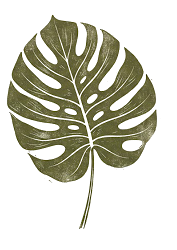 Monstera leaf background accent